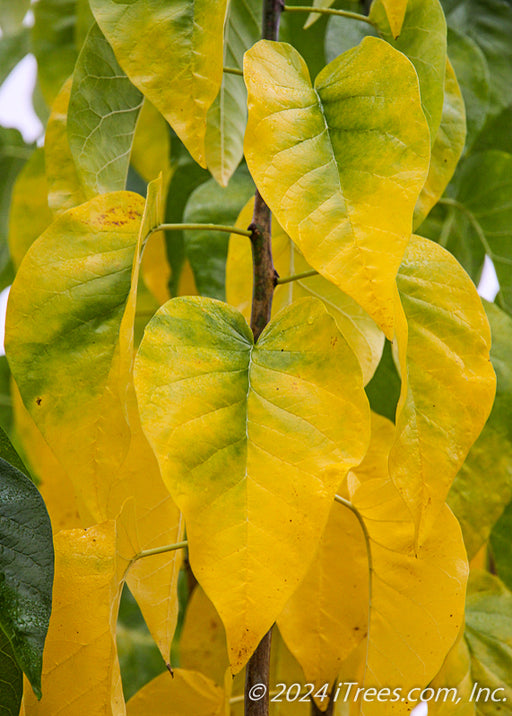 Closeup of shiny elongated heart-shaped yellow leaves in fall.