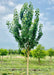 White Shield Osage Orange with green leaves growing at the nursery.