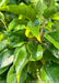 Closeup of shiny green leaves with yellow edges.