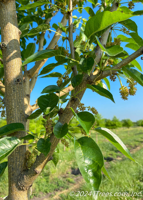 Closeup of a branch with small tiny white flowers and green leaves.