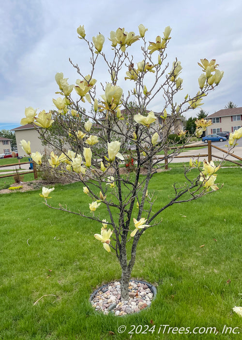 A small low branched Butterflies Magnolia in full bloom with a single yellow flower at the top of each branch.