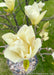 Closeup of a blooming yellow magnolia flower.