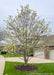 A maturing Butterflies Cucumbertree Magnolia is growing in a front yard near a sidewalk and driveway, seen in full bloom with a large yellow flower on the top of each branch.