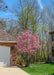 A Jane Magnolia planted in a front landscape bed next to a garage and driveway. The Jane Magnolia is seen with multiple trunks, with pink flowers topping the branches.