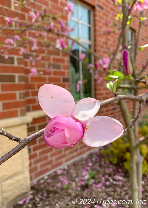 A newly opened pink flower atop a branch. 