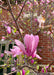 A newly opened pink flower in bloom atop a branch.