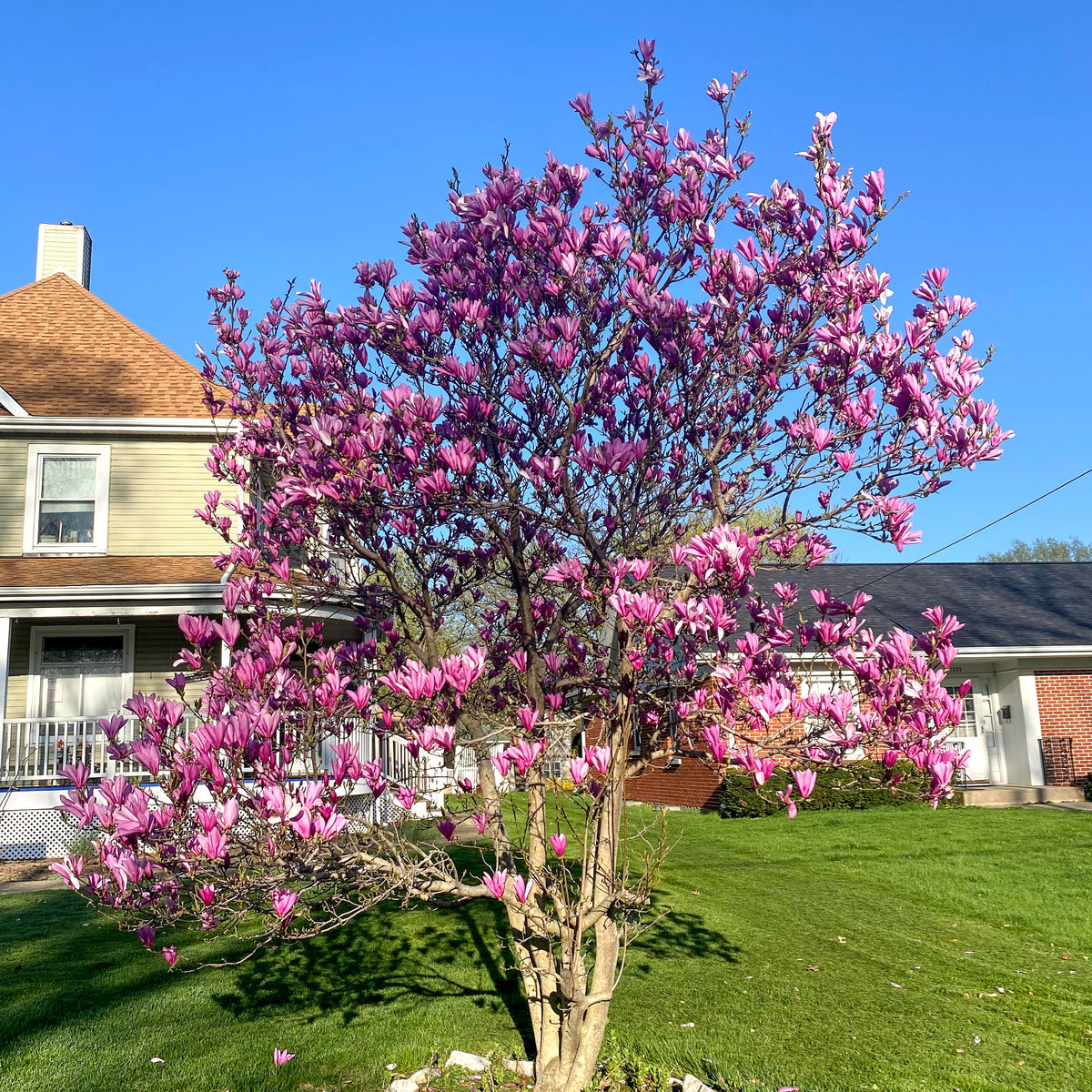 Jane Magnolia Tree | Delivery, Planting & 1-Year Warranty - iTrees.com