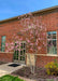 A young Jane Magnolia planted near a building in the landscape bed, seen in bloom with pink flowers topping the branchings.