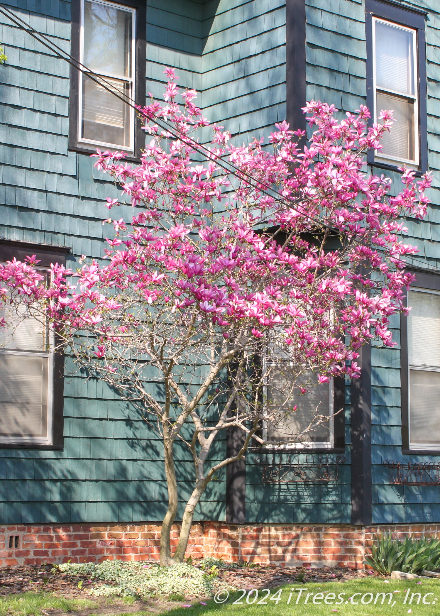 Jane Magnolia Tree | Delivery, Planting & 1-Year Warranty - iTrees.com