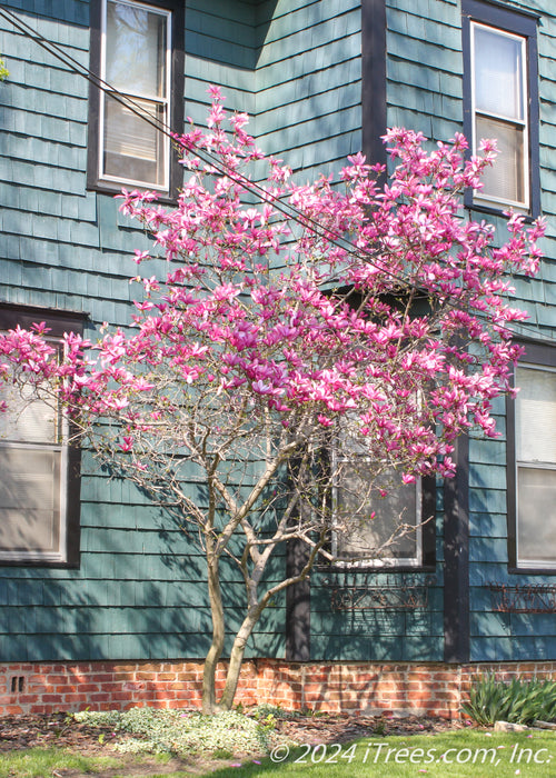 planting magnolia tree near house Jane Magnolia
