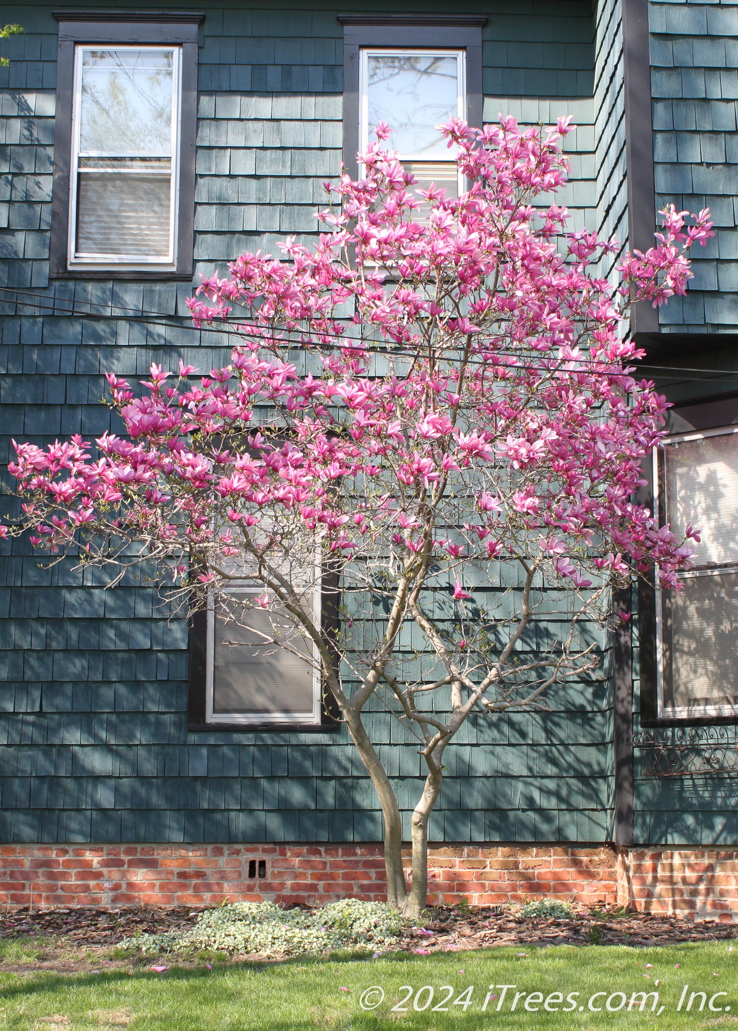 Jane Magnolia Tree | Delivery, Planting & 1-Year Warranty - iTrees.com