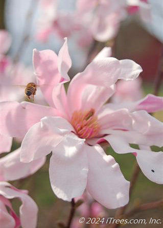 Closeup of a single Leonard Messel flower with a honey bee hovering over the yellow center of the flower.