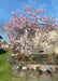 Leonard Messel Magnolia seen in bloom with light pink flowers topping the branches. 