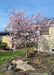 Leonard Messel Magnolia in bloom with light pink flowers topping the branches, planted in a front landscape bed.