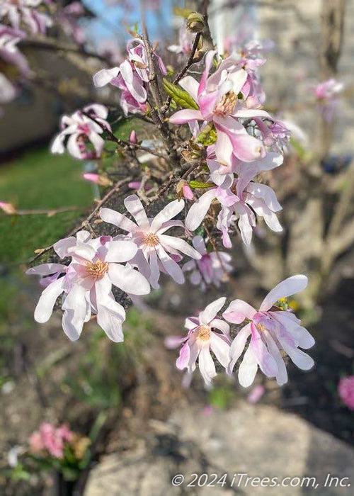 Closeup of small pinkish flowers with yellow centers.