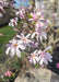 Closeup of small pinkish flowers with yellow centers.