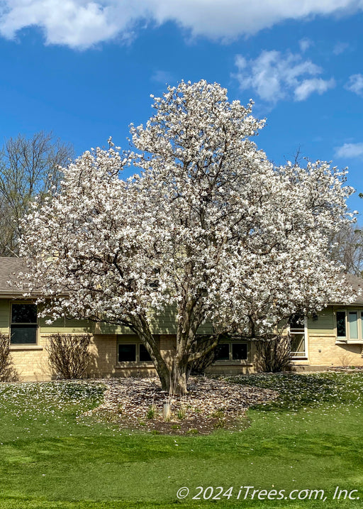 A maturing Royal Star Magnolia in full bloom in a front yard.