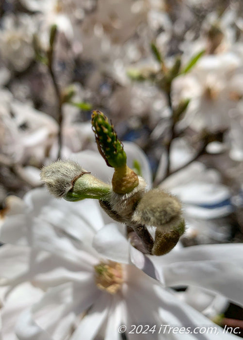 Closeup of fuzzy flower bud.