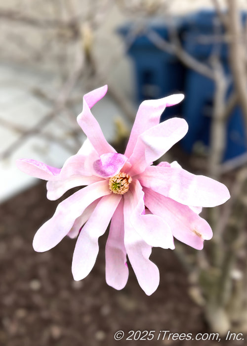 Closeup of a light pink flower with a yellow center.