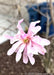 Closeup of a light pink flower with a yellow center.