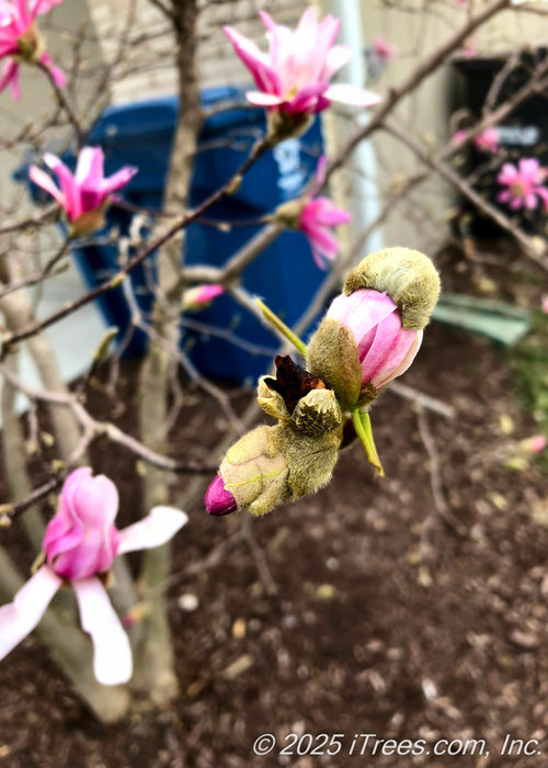 Closeup of dark pink flower buds opening up.