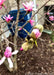 Closeup of dark pink flower buds opening up.