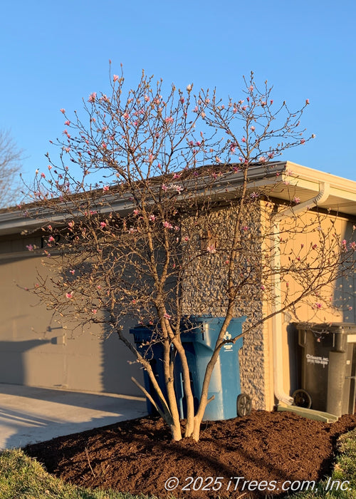 A Leonard Messel Magnolia grows in the front landscape bed near a garage, providing screening from garbage receptacles, seen in bloom with light pink flowers topping the branches.