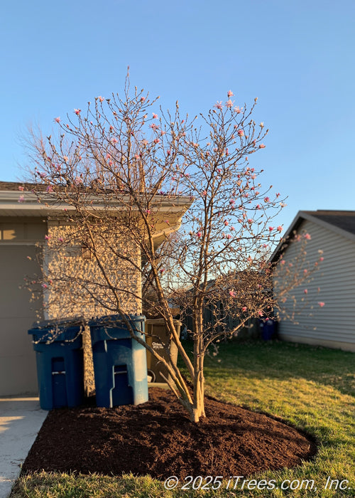 A Leonard Messel Magnolia grows in the front landscape bed near a garage, providing screening from garbage receptacles, seen in bloom with light pink flowers topping the branches.
