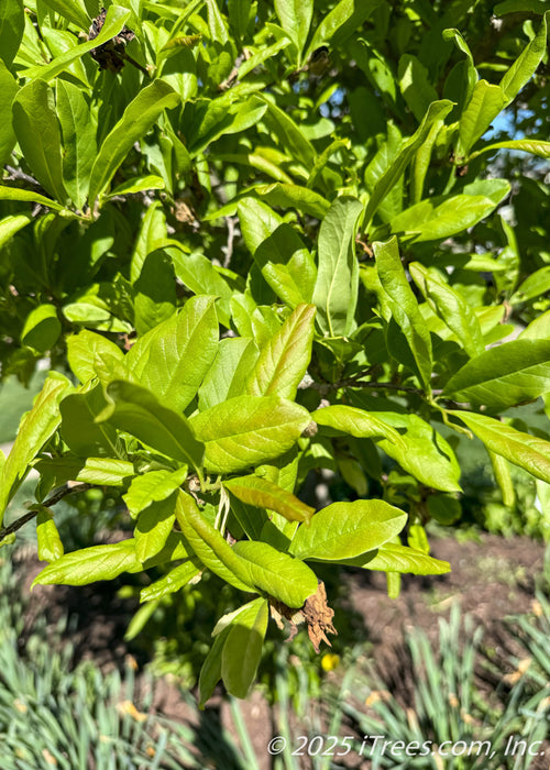 Closeup of shiny, leathery bright green leaves with smooth edges.