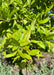 Closeup of shiny, leathery bright green leaves with smooth edges.