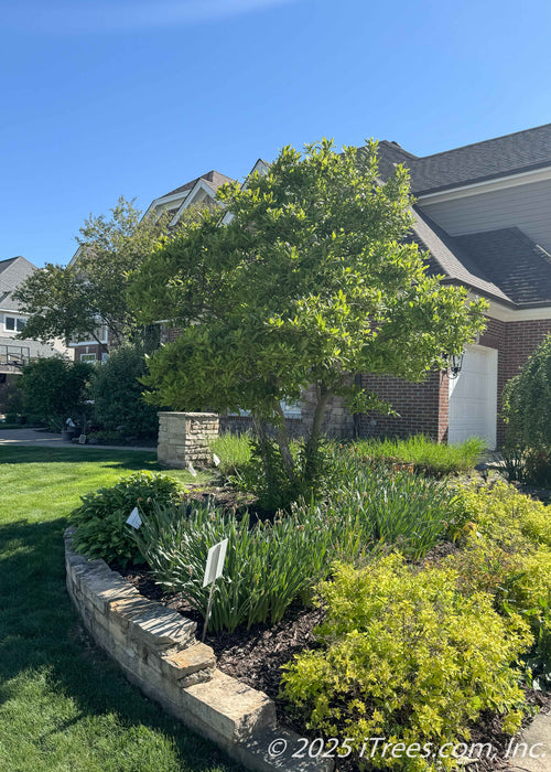 Dr. Merrill Magnolia in the multi-stem trunk form with green leaves planted in a front landscape bed.