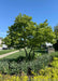 Dr. Merrill Magnolia in the multi-stem trunk form with green leaves planted in a front landscape bed.