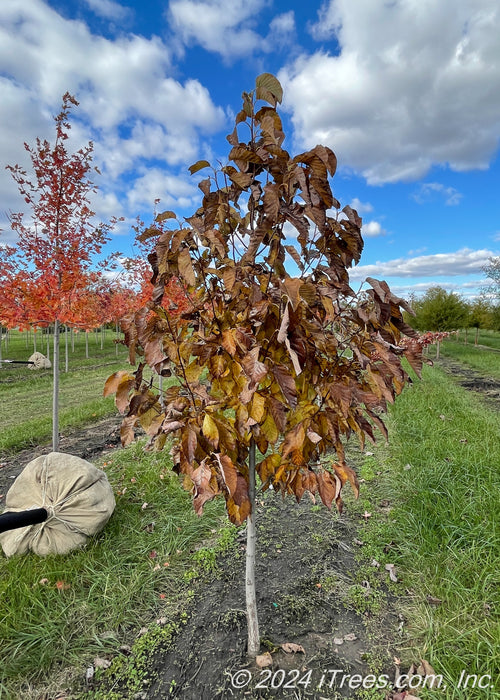 A single trunk Butterflies Magnolia grows in the nursery showing yellow brown fall color with other fall trees in the background, with cloudy blue skies and grass strips between rows of trees.