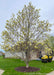 A mature Butterflies Magnolia in full bloom in the front yard of a suburban home with the house and lawn equipment in the background. 