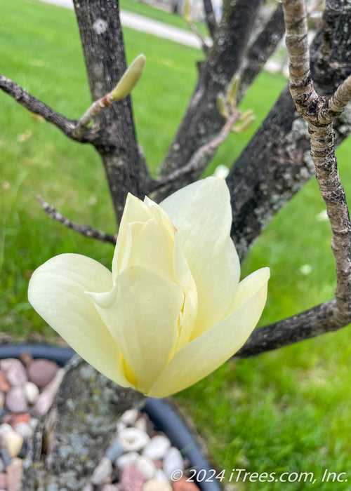 Closeup of a blooming yellow magnolia flower.