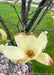 Closeup of a blooming yellow magnolia flower with brownish red center.