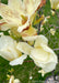 Closeup of a blooming yellow magnolia flower.