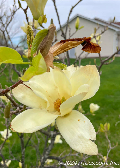 Closeup of a blooming yellow magnolia flower.