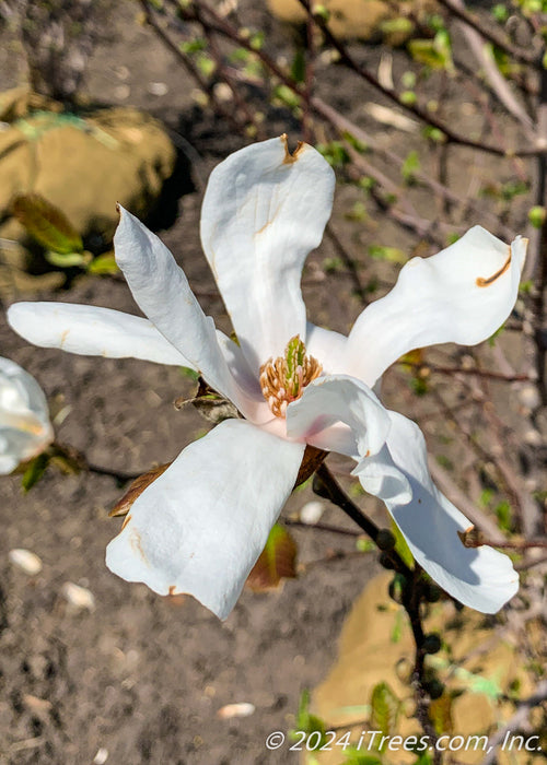 Closeup of fully open white flower beginning to fade away and make room for green leaves to emerge. 