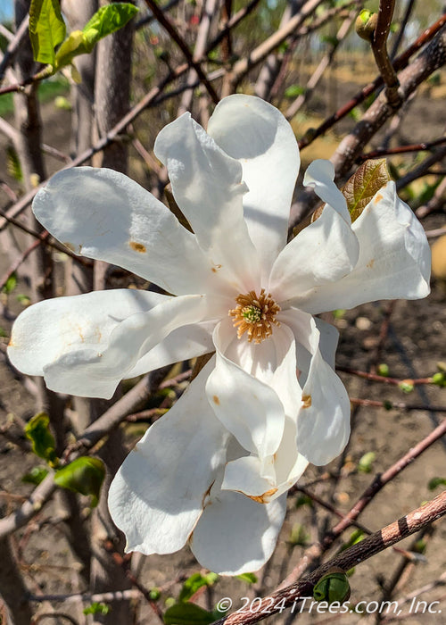 Closeup of a crisp white flower, fully open with the yellow center beginning to turn a fawn brown color.