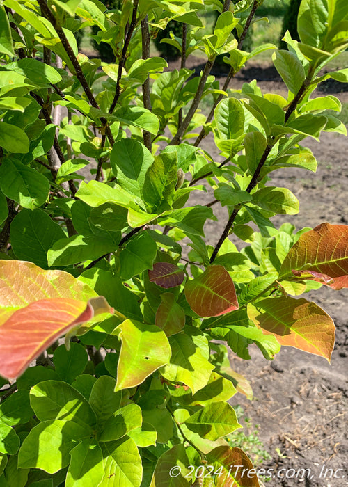 View of branching with green leaves showing newly emerged leaves with bright red tips.