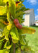 Closeup of the side of a newly planted tree's canopy showing red seed pod and changing fall colors.