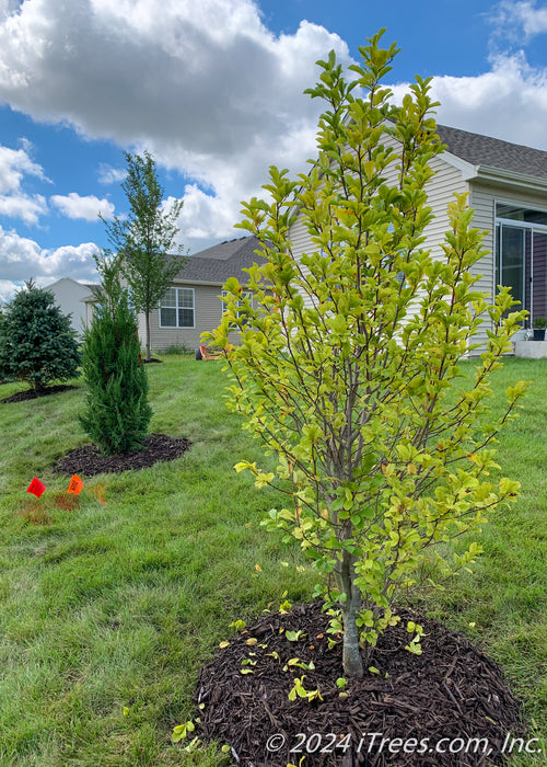 A newly planted Dr. Merrill Magnolia with changing fall foliage going from green to yellow, planted in a backyard privacy berm with other trees.