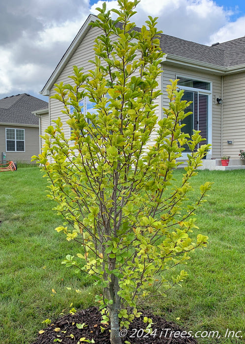 A newly planted Dr. Merrill Magnolia with changing fall foliage going from green to yellow, planted in a backyard privacy berm.