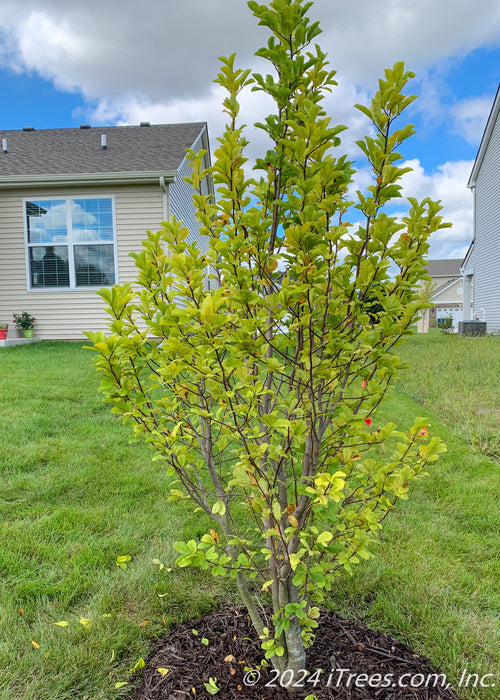 A newly planted Dr. Merrill Magnolia with changing fall foliage going from green to yellow, planted in a backyard privacy berm.