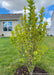 A newly planted Dr. Merrill Magnolia with changing fall foliage going from green to yellow, planted in a backyard privacy berm.