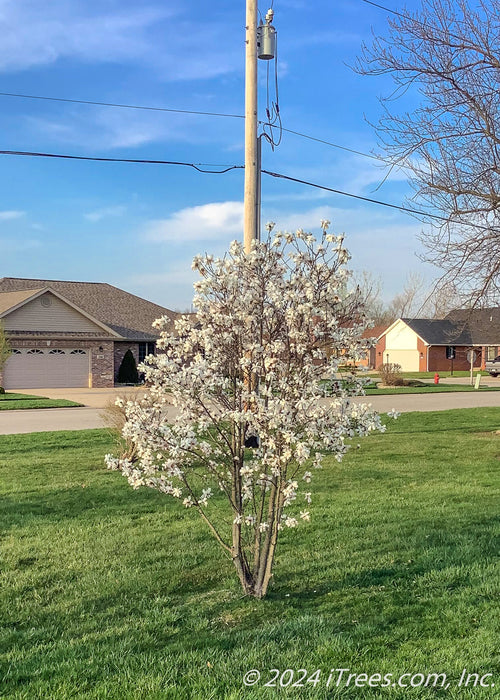 A young Dr. Merrill Magnolia in full bloom in a front yard. 