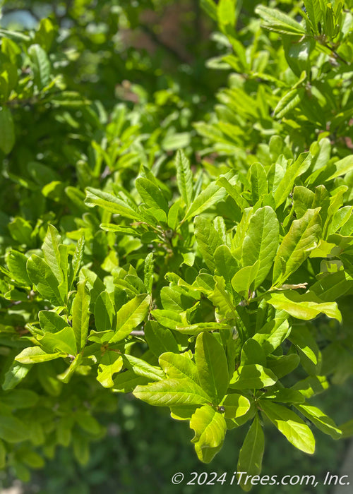 Closeup of smooth, long oval green leaves.