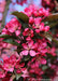 Closeup of bright pink flowers and greenish-purple flowers.