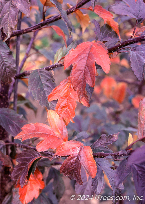 Closeup of fall color showing dark red to purple leaves.